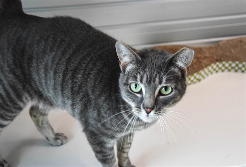 BUTTERCUP, an adoptable Domestic Short Hair in Loveland, CO, 80538 | Photo Image 1