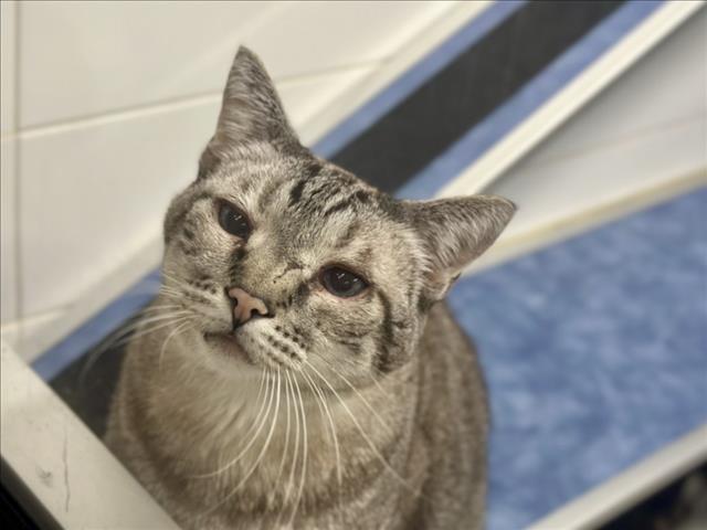 LUCKY, an adoptable Domestic Short Hair in Loveland, CO, 80538 | Photo Image 1