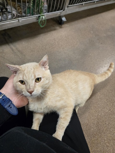 LUDO, an adoptable Domestic Short Hair in Casper, WY, 82601 | Photo Image 1