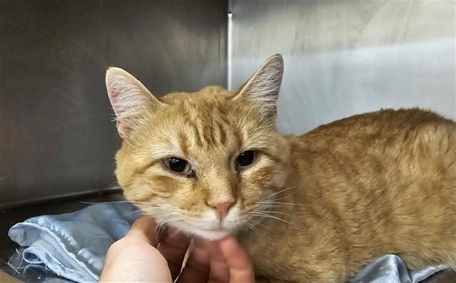 TAZ, an adoptable Domestic Short Hair in Casper, WY, 82601 | Photo Image 1
