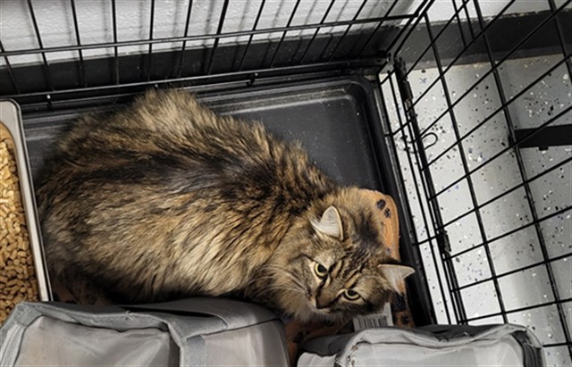 LESLIE, an adoptable Domestic Medium Hair in Casper, WY, 82601 | Photo Image 1
