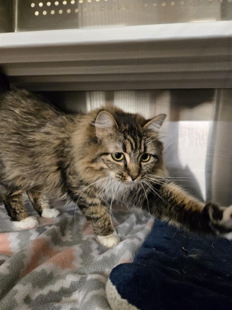 LESLIE, an adoptable Domestic Medium Hair in Casper, WY, 82601 | Photo Image 1