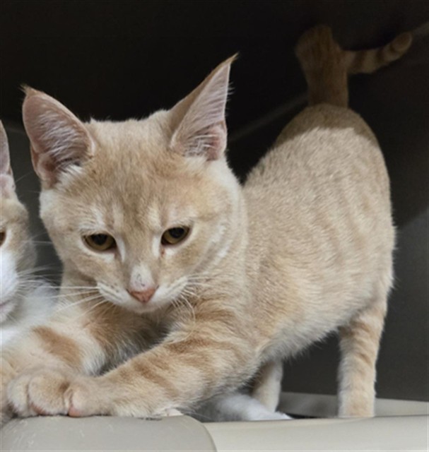COSMO, an adoptable Domestic Short Hair in Casper, WY, 82601 | Photo Image 1