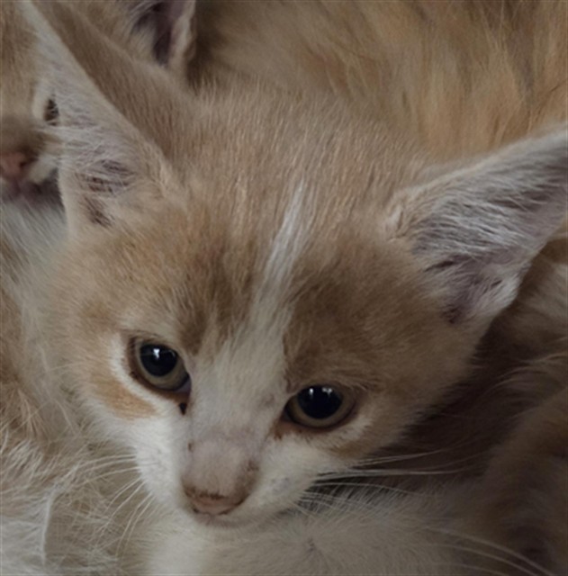 RON, an adoptable Domestic Medium Hair in Casper, WY, 82601 | Photo Image 1