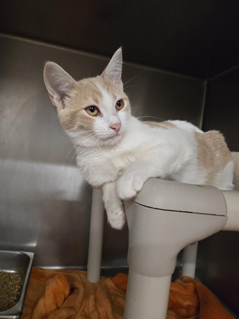 RON, an adoptable Domestic Medium Hair in Casper, WY, 82601 | Photo Image 1