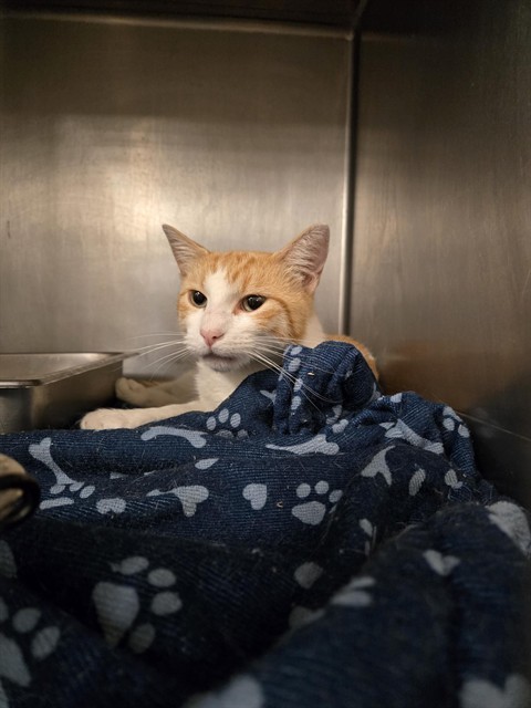 BOE, an adoptable Domestic Short Hair in Casper, WY, 82601 | Photo Image 1