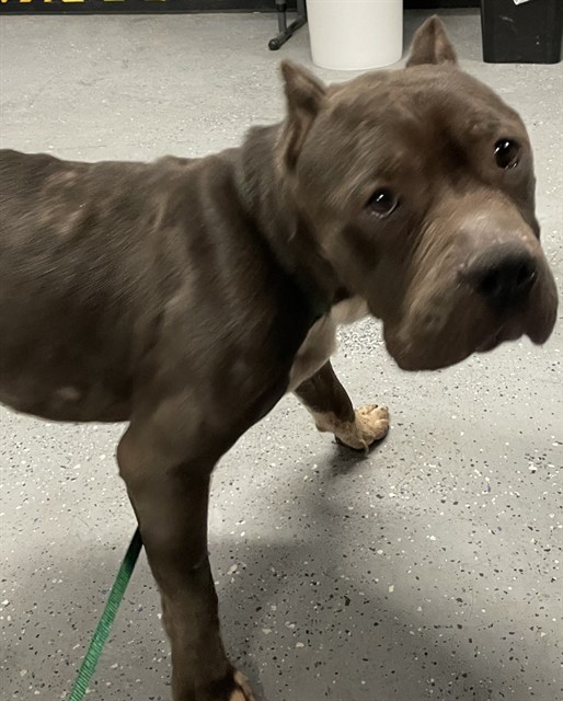 BRUCE, an adoptable Pit Bull Terrier in Casper, WY, 82601 | Photo Image 1
