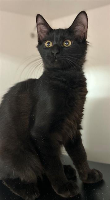 COAL