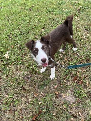 Kiki, an adoptable Terrier, Mixed Breed in McCook, NE, 69001 | Photo Image 1