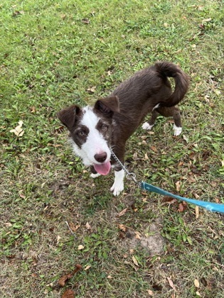 Kiki, an adoptable Terrier, Mixed Breed in McCook, NE, 69001 | Photo Image 2