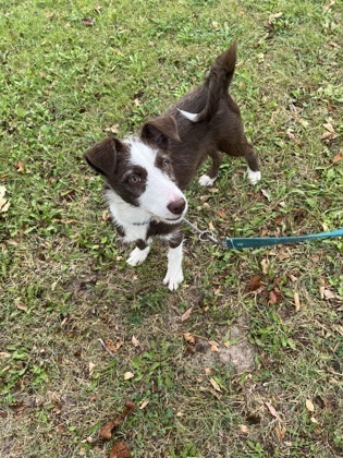 Kiki, an adoptable Terrier, Mixed Breed in McCook, NE, 69001 | Photo Image 3