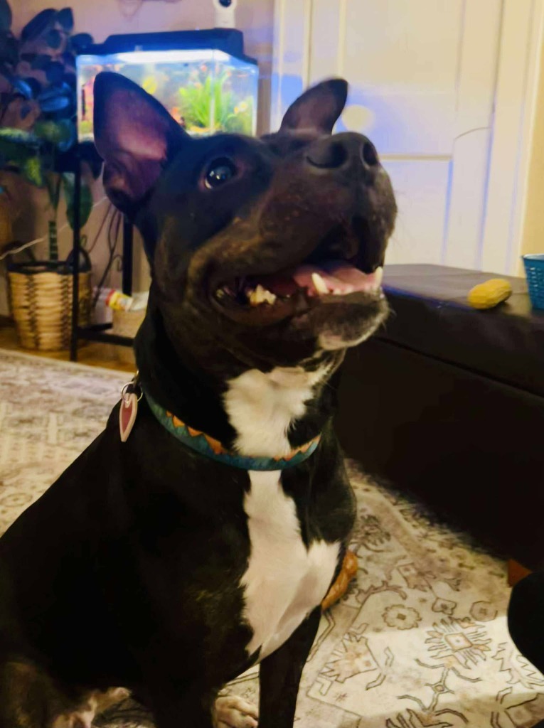 Millie, an adoptable Pit Bull Terrier, Labrador Retriever in Cloquet, MN, 55720 | Photo Image 1