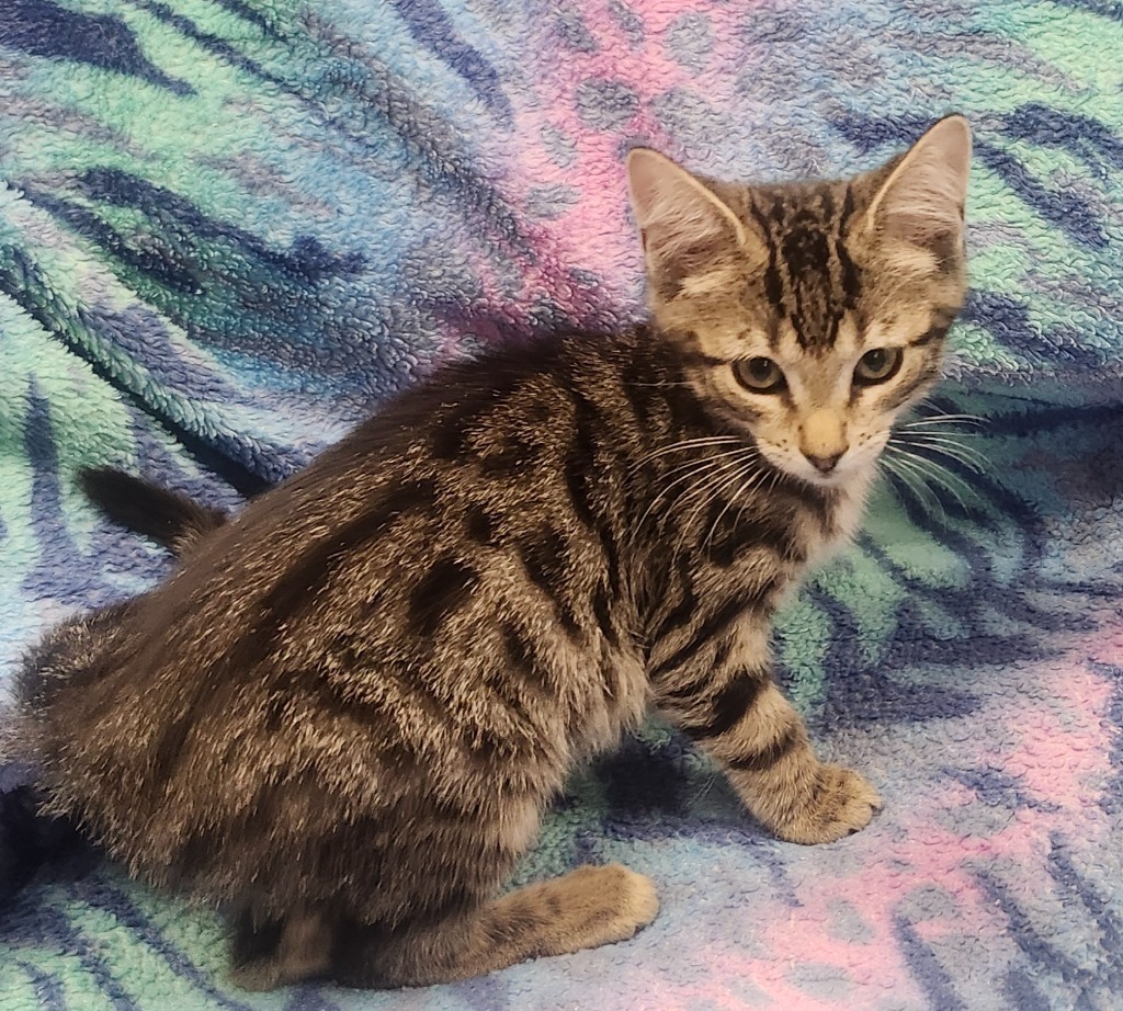 Quinn