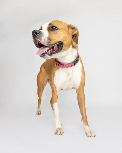 Yogi, an adoptable Boxer, Mixed Breed in Harbor Springs, MI, 49740 | Photo Image 1