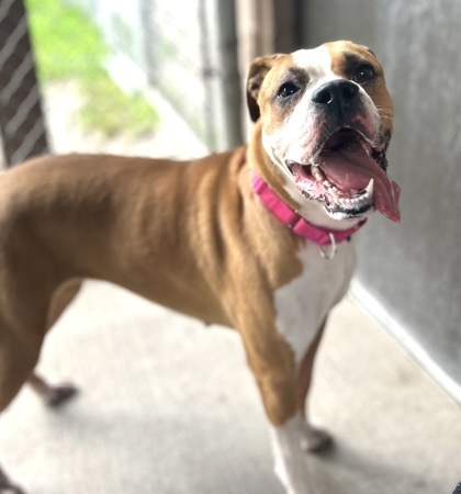 Yogi, an adoptable Boxer, Mixed Breed in Harbor Springs, MI, 49740 | Photo Image 2