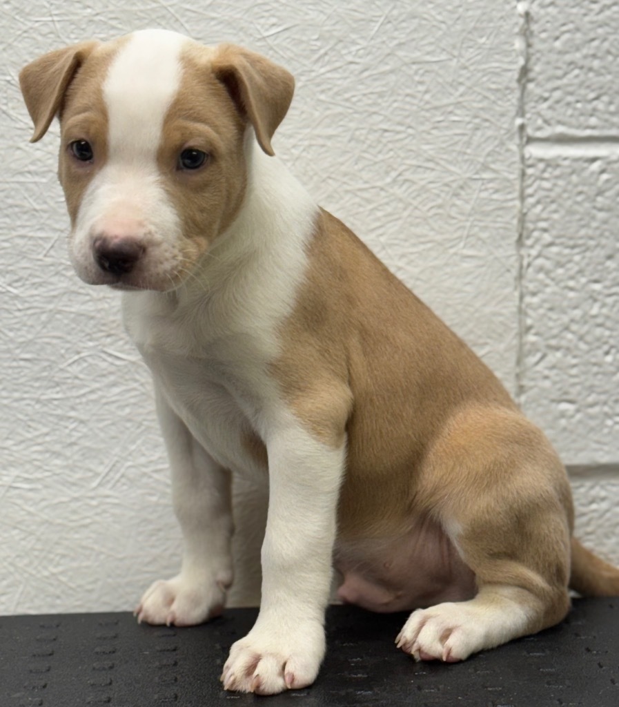 George, an adoptable Pit Bull Terrier in Great Bend, KS, 67530 | Photo Image 1