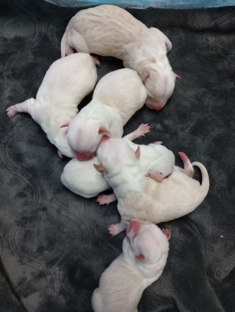 George, an adoptable Pit Bull Terrier in Great Bend, KS, 67530 | Photo Image 2