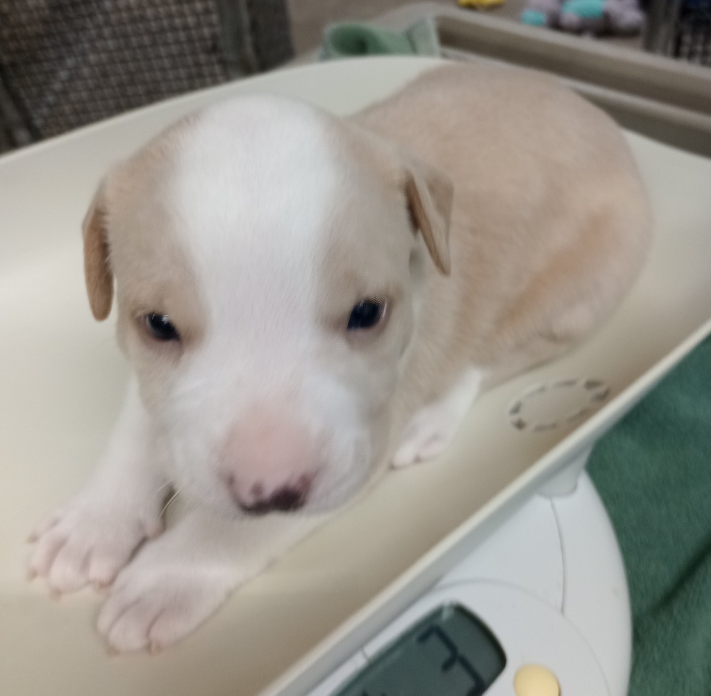 George, an adoptable Pit Bull Terrier in Great Bend, KS, 67530 | Photo Image 3