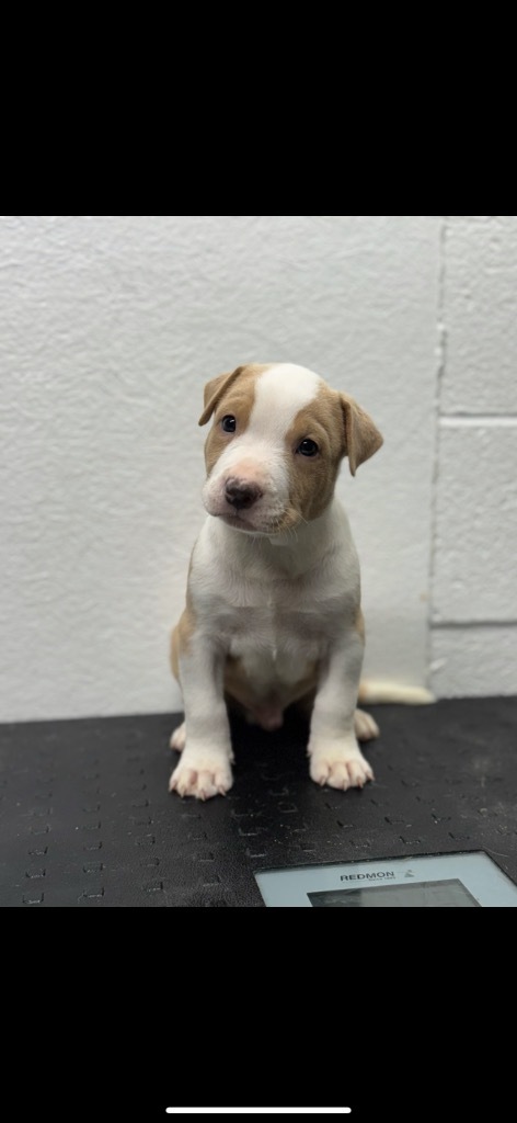 George, an adoptable Pit Bull Terrier in Great Bend, KS, 67530 | Photo Image 4