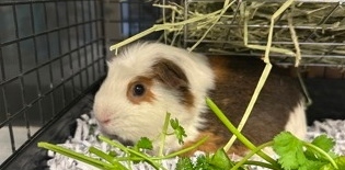 Augie