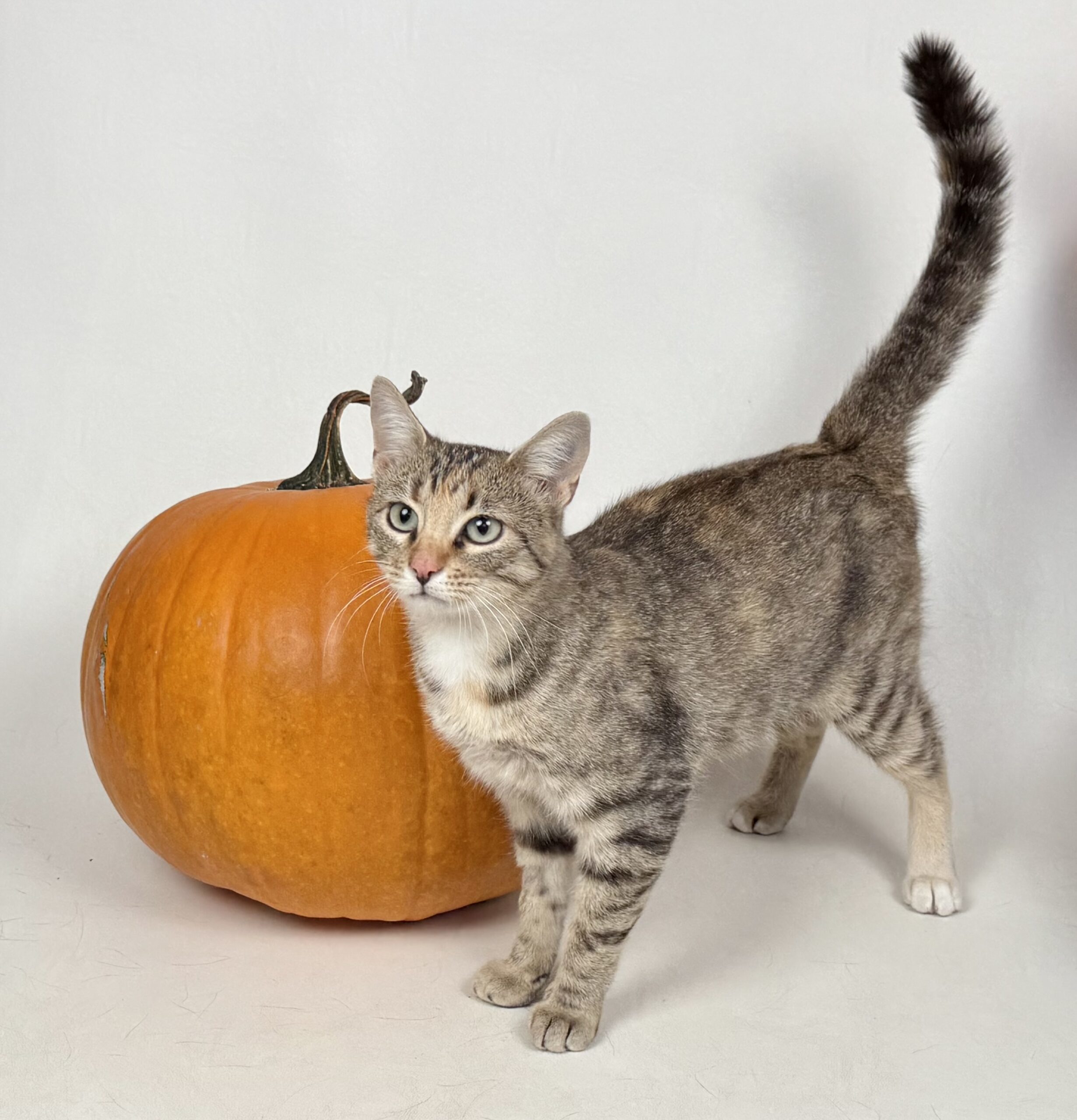 Nelly, an adoptable Domestic Short Hair in Dillon, MT, 59725 | Photo Image 1