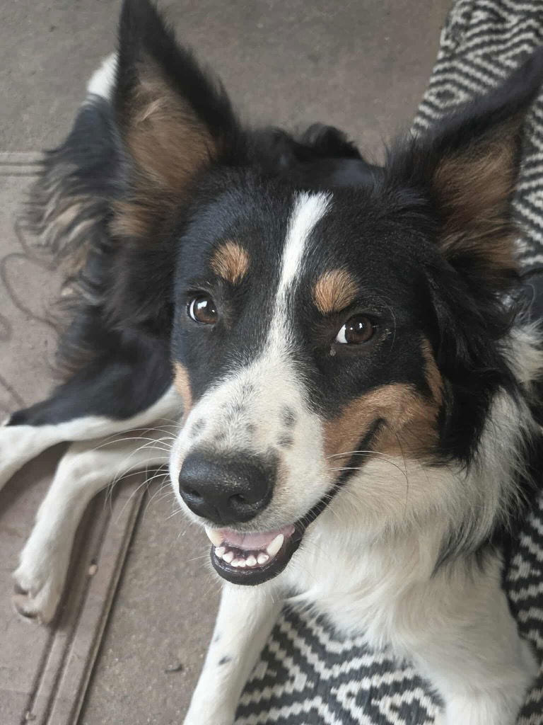 Nova