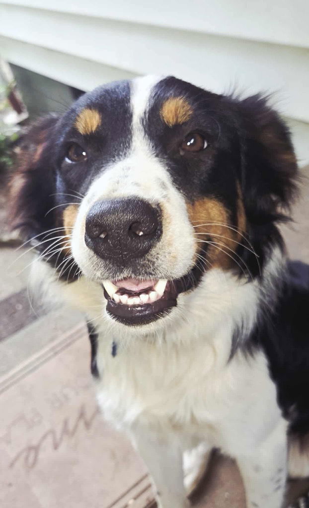 Nova