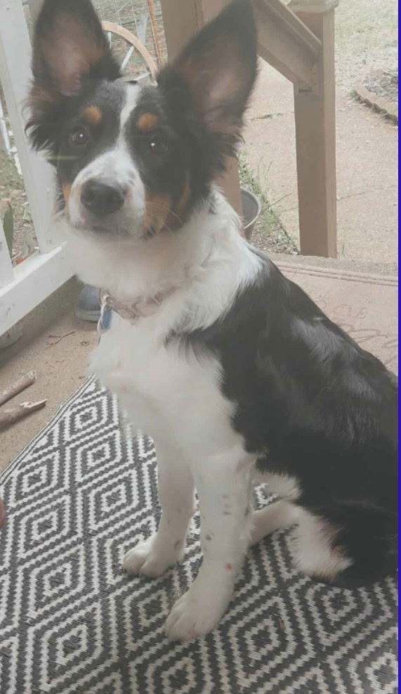 Nova