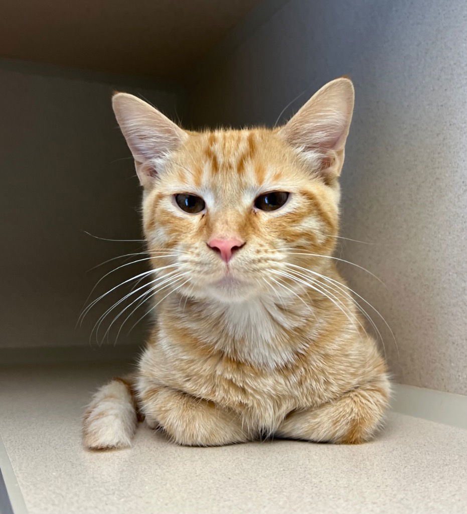 Oscar