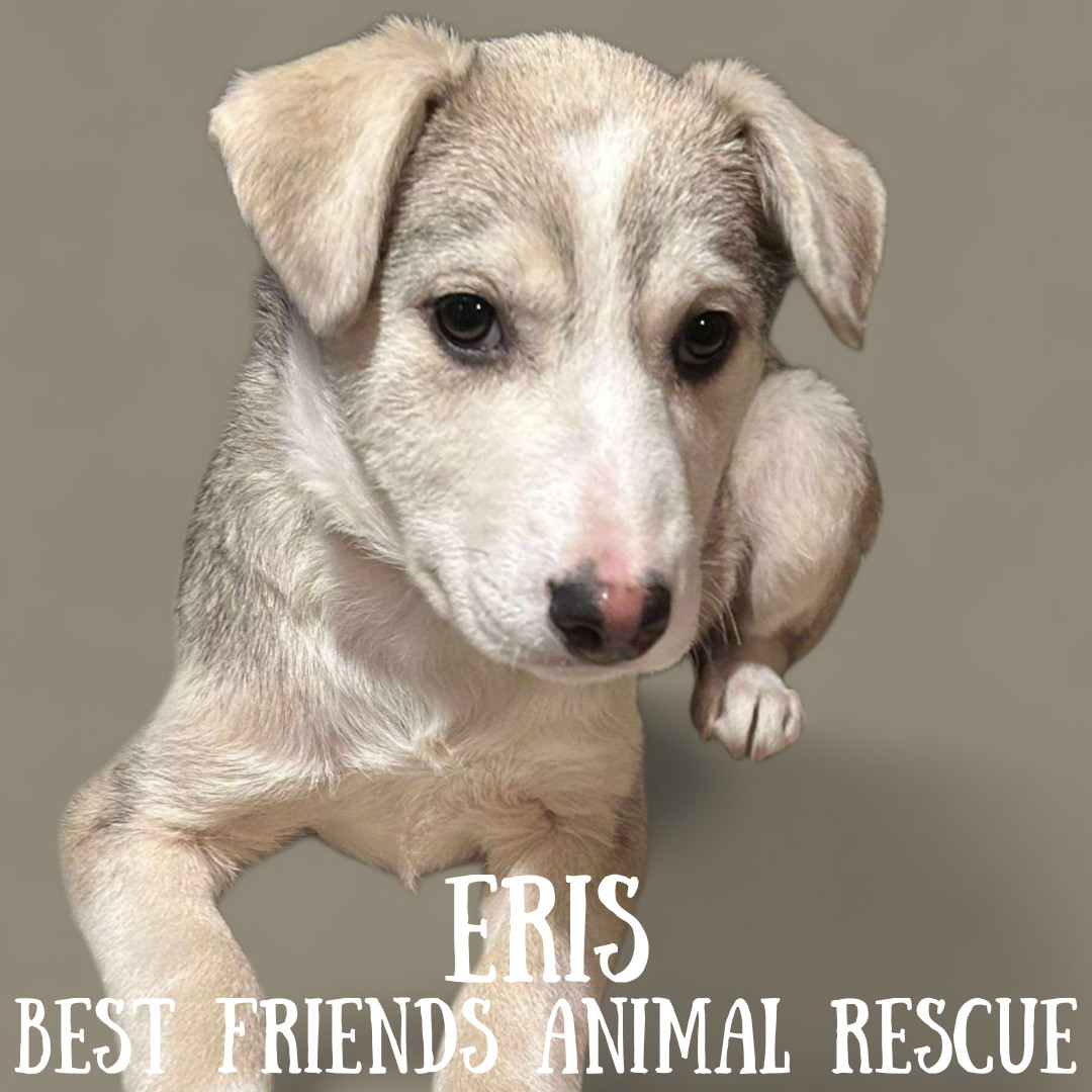 Eris, an adoptable Husky in Wasilla, AK, 99654 | Photo Image 1