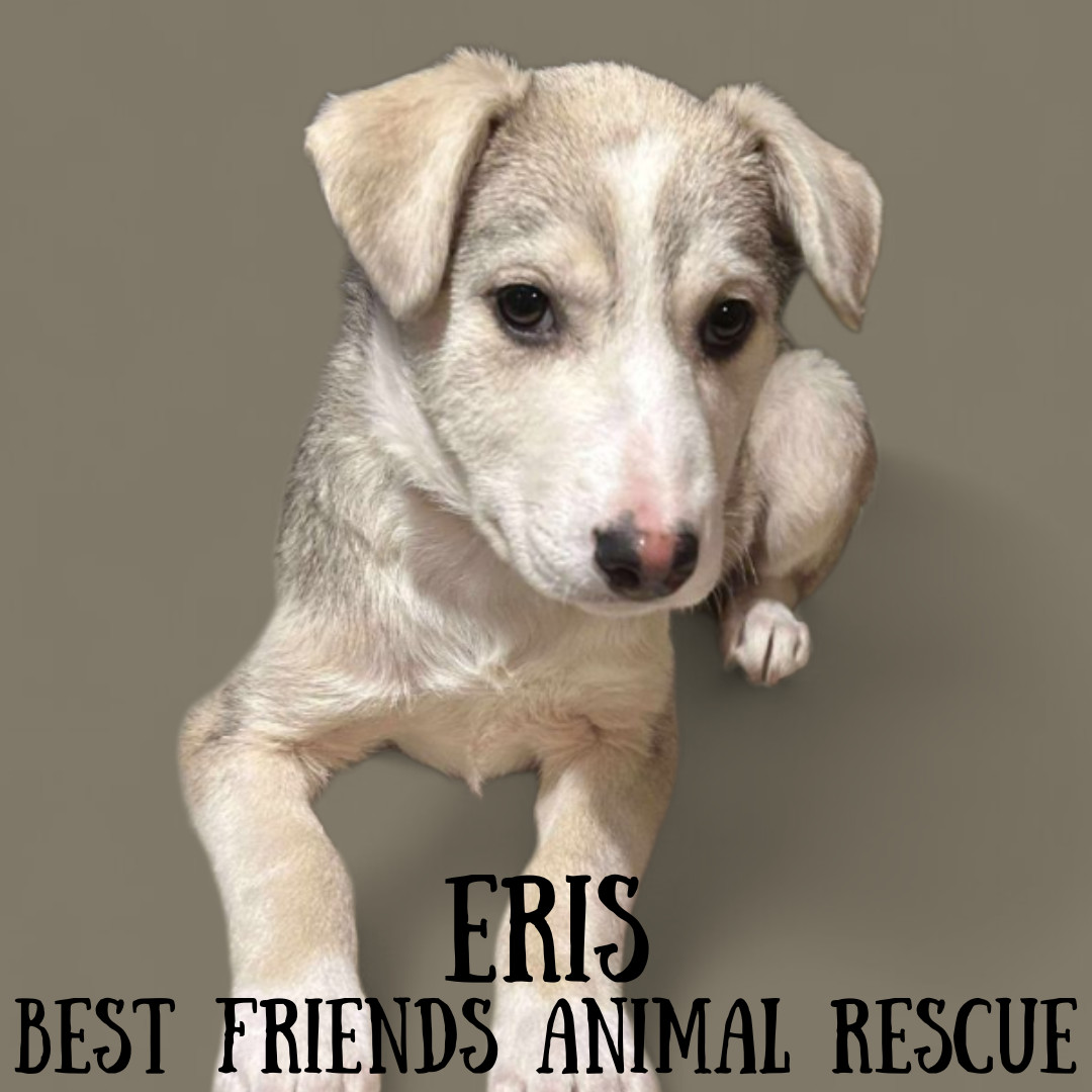 Eris, an adoptable Husky in Wasilla, AK, 99654 | Photo Image 2