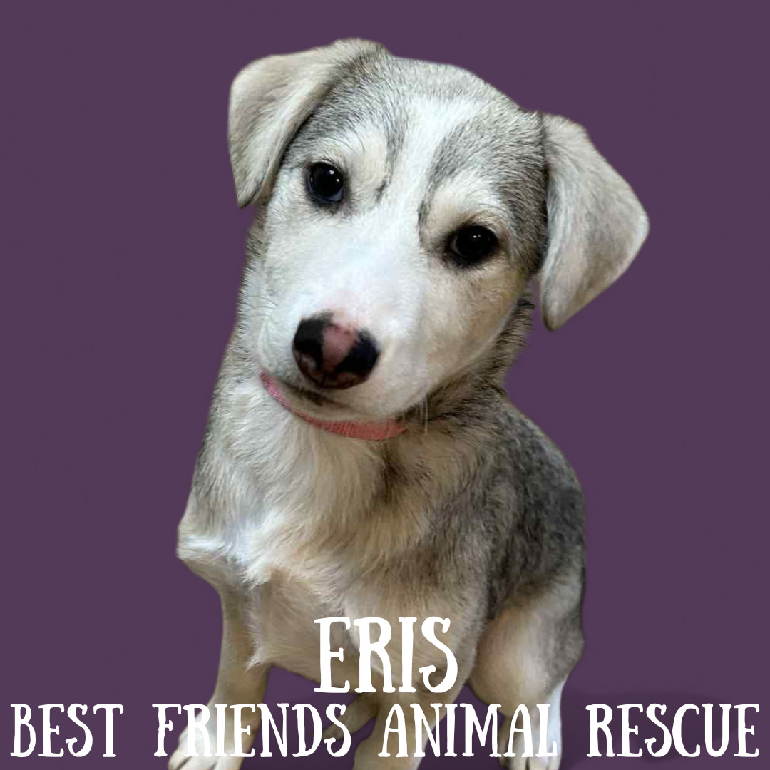 Eris, an adoptable Husky in Wasilla, AK, 99654 | Photo Image 3