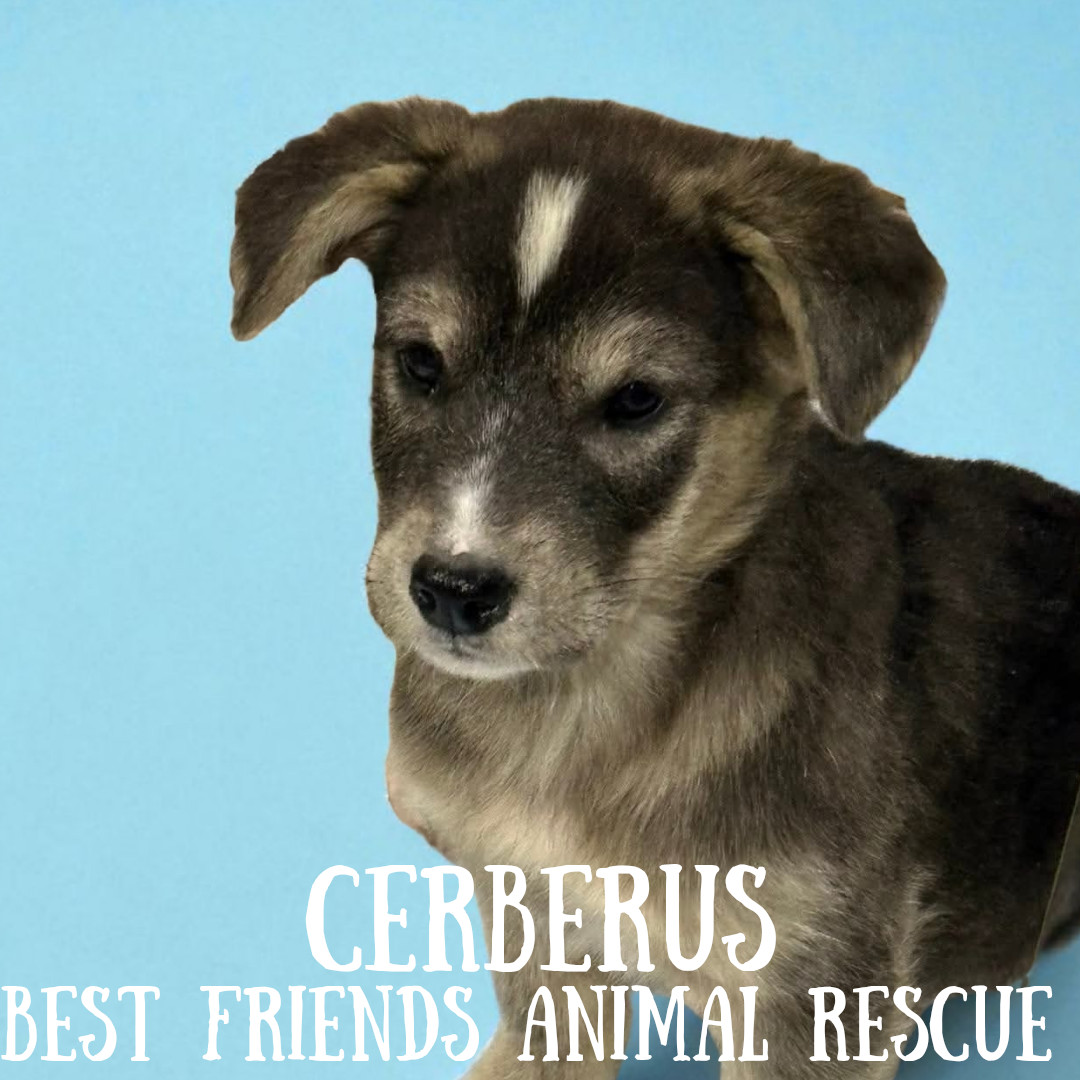 Cerberus