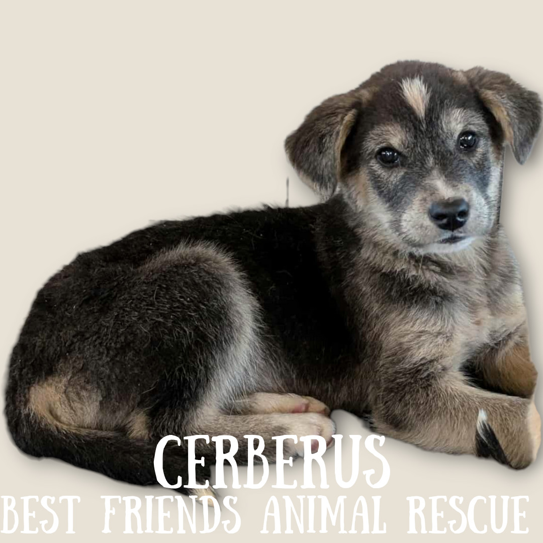 Cerberus, an adoptable Husky in Wasilla, AK, 99654 | Photo Image 2