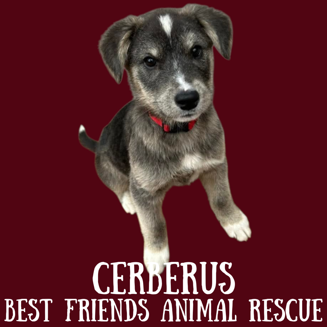 Cerberus, an adoptable Husky in Wasilla, AK, 99654 | Photo Image 3
