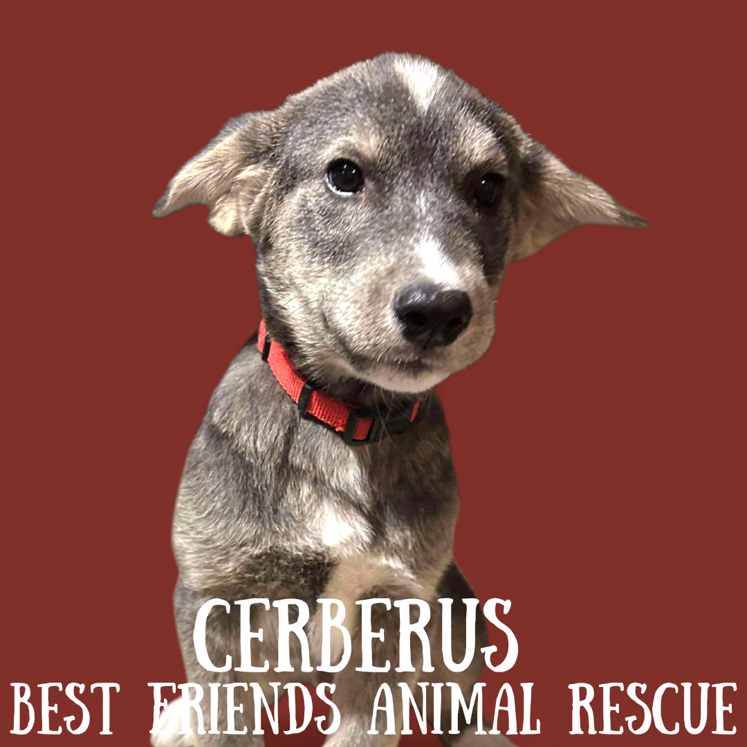 Cerberus, an adoptable Husky in Wasilla, AK, 99654 | Photo Image 4