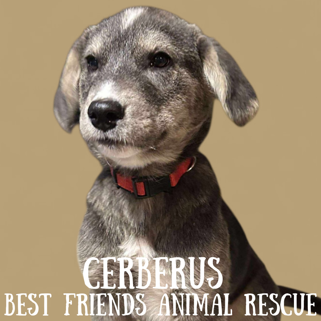 Cerberus, an adoptable Husky in Wasilla, AK, 99654 | Photo Image 5