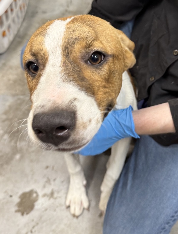 Copper, an adoptable Mixed Breed in Spokane Valley, WA, 99212 | Photo Image 1