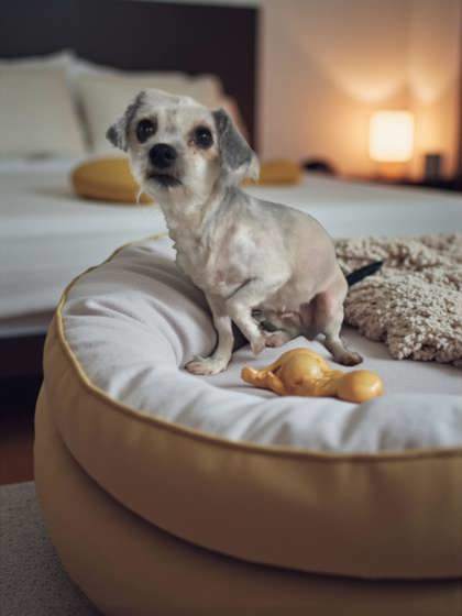 Daffy, an adoptable Havanese in Malvern, PA, 19355 | Photo Image 1