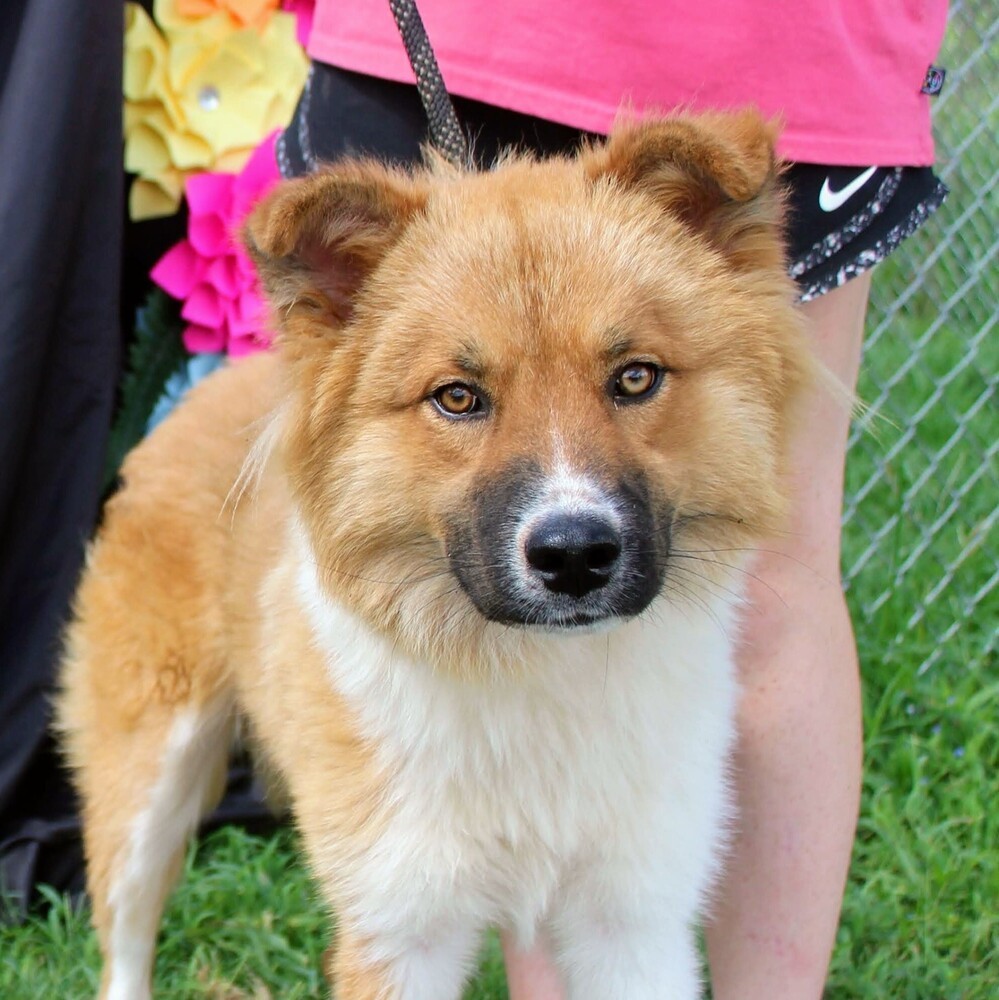 WINSTON, an adoptable Australian Shepherd in Langley, BC, V2Y 3K1 | Photo Image 1