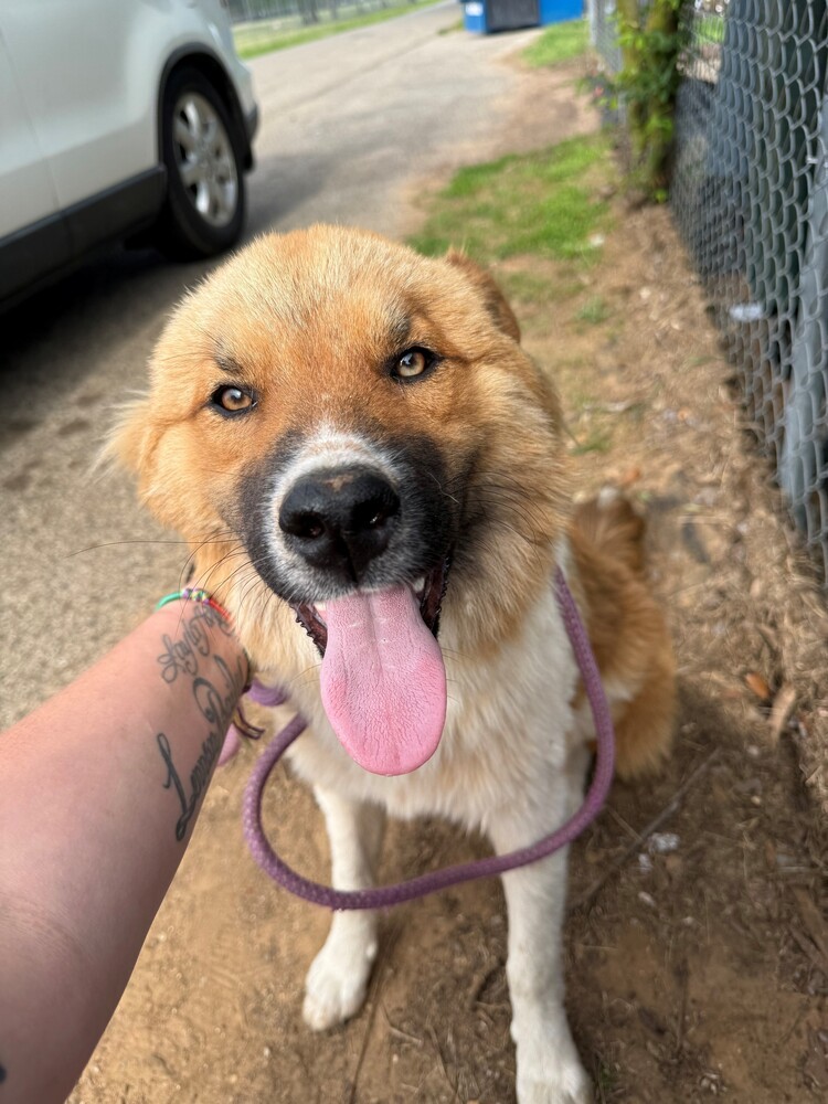 WINSTON, an adoptable Australian Shepherd in Langley, BC, V2Y 3K1 | Photo Image 2