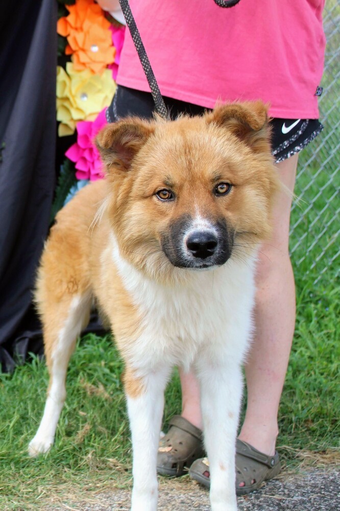 WINSTON, an adoptable Australian Shepherd in Langley, BC, V2Y 3K1 | Photo Image 3