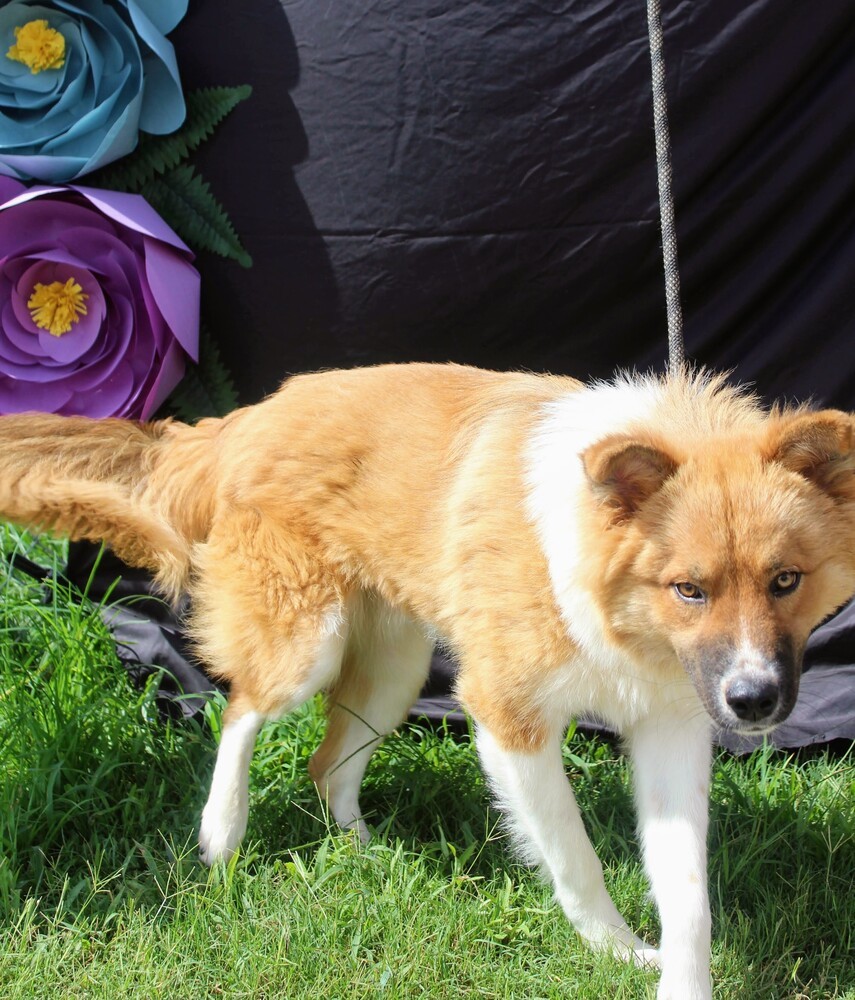 WINSTON, an adoptable Australian Shepherd in Langley, BC, V2Y 3K1 | Photo Image 4