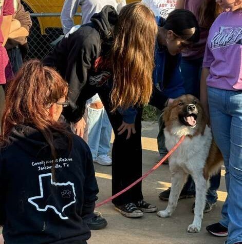 WINSTON, an adoptable Australian Shepherd in Langley, BC, V2Y 3K1 | Photo Image 5