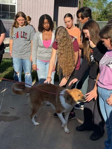 WINSTON, an adoptable Australian Shepherd in Langley, BC, V2Y 3K1 | Photo Image 6