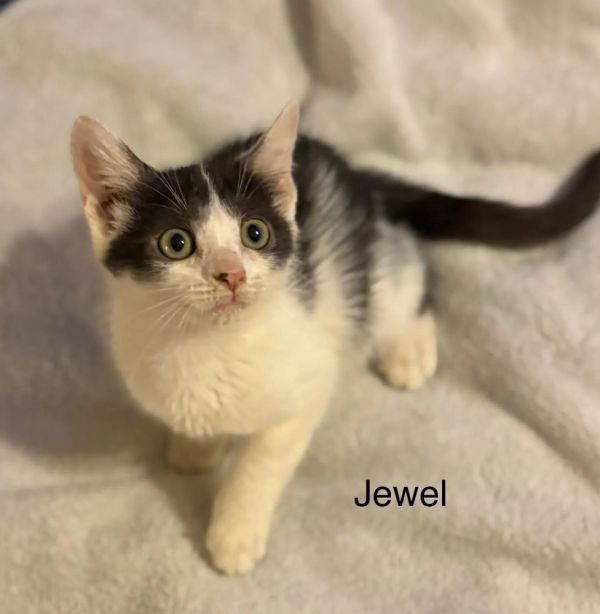 Jewel thumbnail 2