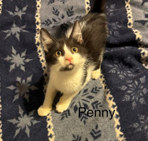 Penny