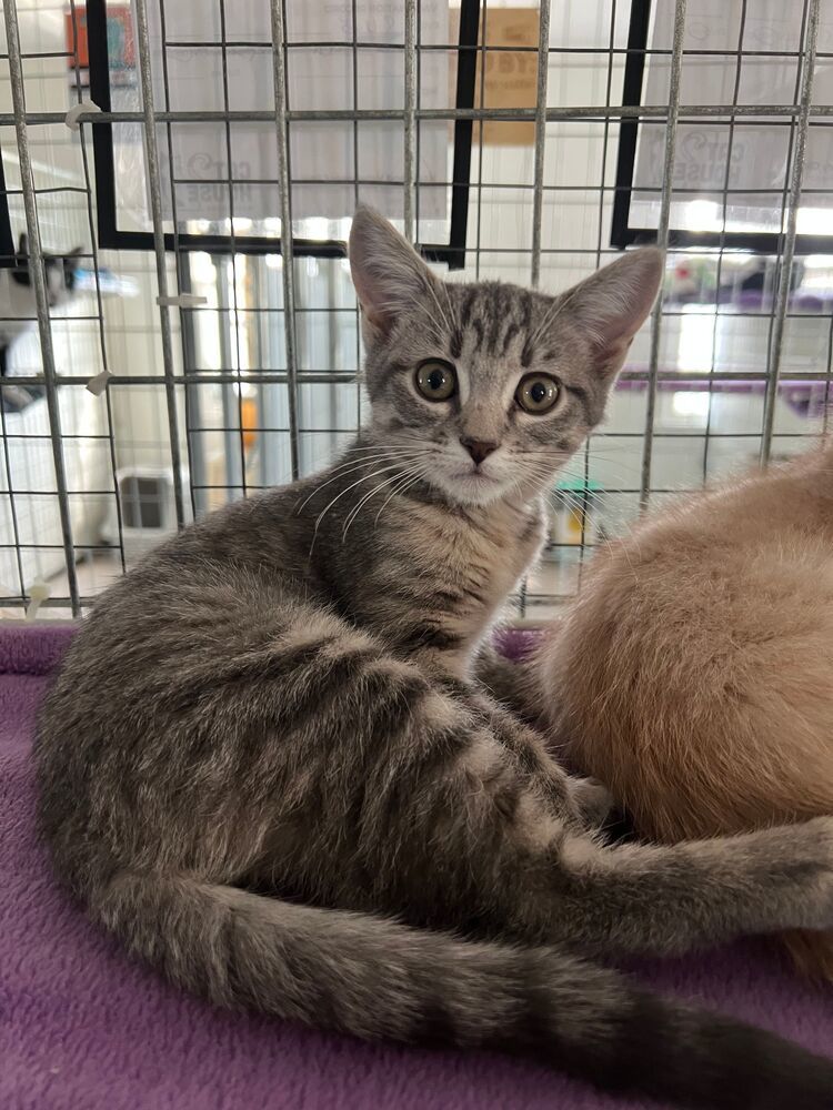 Harlow, an adoptable Domestic Short Hair in McPherson, KS, 67460 | Photo Image 1