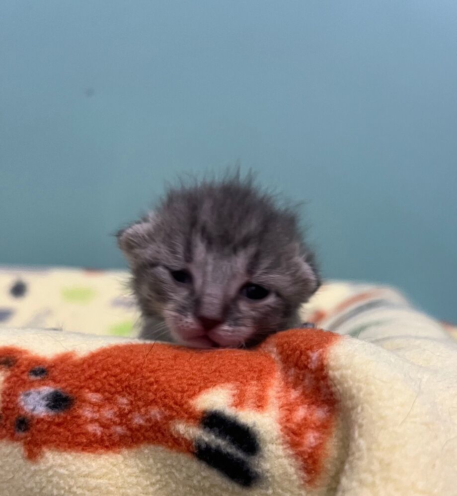 Harlow, an adoptable Domestic Short Hair in McPherson, KS, 67460 | Photo Image 2