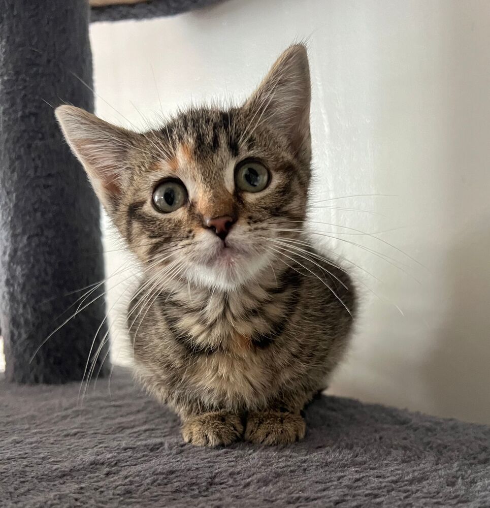 Curlz, an adoptable Domestic Short Hair in McPherson, KS, 67460 | Photo Image 1